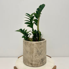 Load image into Gallery viewer, Zanzibar "Zenzii" in a Ceramic Pot