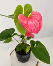 Load image into Gallery viewer, Flowering Anthurium in a Ceramic Pot- Medium