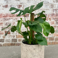 Load image into Gallery viewer, Monstera Deliciosa in Gorgeous Planter
