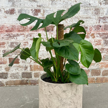 Load image into Gallery viewer, Monstera Deliciosa in Gorgeous Planter