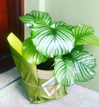 Load image into Gallery viewer, Calathea Orbifolia in a Wicker Basket Pot