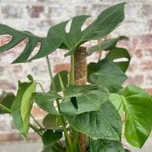 Load image into Gallery viewer, Monstera Deliciosa in Gorgeous Planter