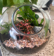 Load image into Gallery viewer, Side opening Round Terrarium with Ivy, Fittonias and feature Stones
