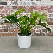 Load image into Gallery viewer, Philodendron Hope in a Planter