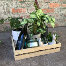 Load image into Gallery viewer, Happy New Home Plant Hamper