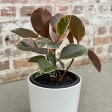 Load image into Gallery viewer, Ficus Elastica ‘Rubber Plant’ in a Ceramic Pot