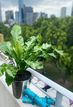 Load image into Gallery viewer, Lush Bird’s Nest, Sparkling wine & Champagne Bucket for a Total Spoil!