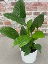 Load image into Gallery viewer, Spathiphyllum Peace Lily ‘Giant Sensation’ in Gorgeous Planter