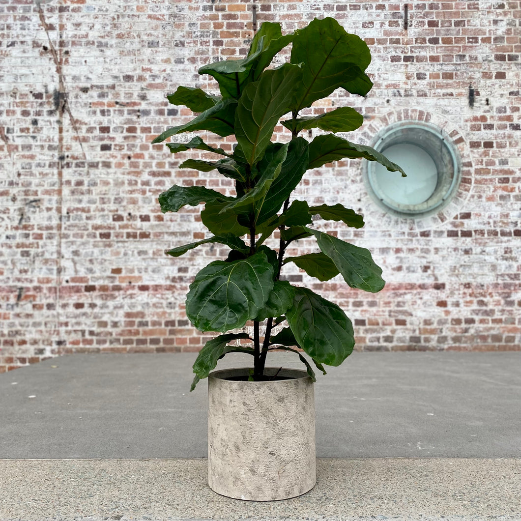 Ficus Lyrata ‘Fiddle Leaf Fig’ in a Ceramic Pot