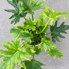 Load image into Gallery viewer, Philodendron Hope in a Planter