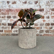 Load image into Gallery viewer, Ficus Elastica ‘Rubber Plant’ in a Ceramic Pot