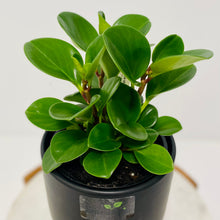 Load image into Gallery viewer, Peperomia Obtusifolia in Gorgeous Planter