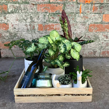 Load image into Gallery viewer, Happy New Home Plant Hamper