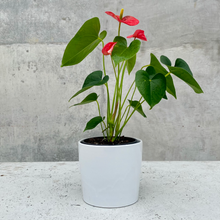 Load image into Gallery viewer, Large Planter Gift Hamper