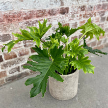 Load image into Gallery viewer, Philodendron Hope in a Planter
