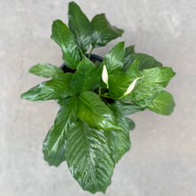 Load image into Gallery viewer, Peace Lily, Indoor Plant & Ceramic Pot