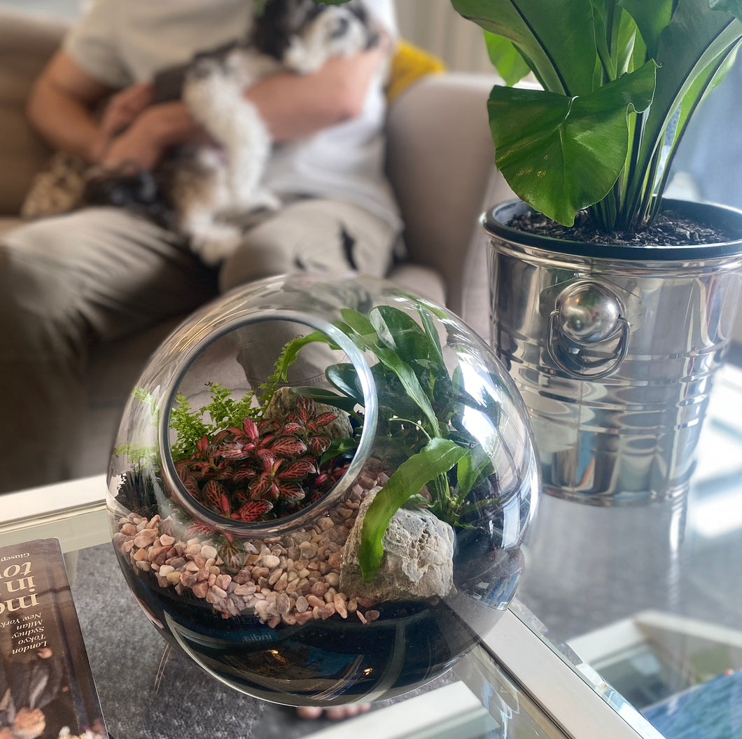 Side opening Round Terrarium with Ivy, Fittonias and feature Stones
