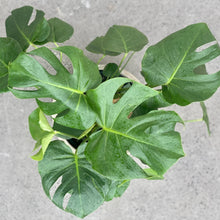 Load image into Gallery viewer, Monstera Deliciosa in Gorgeous Planter