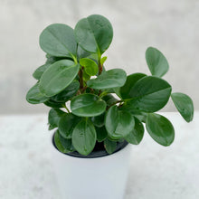 Load image into Gallery viewer, Peperomia Obtusifolia in Gorgeous Planter