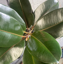 Load image into Gallery viewer, Ficus Elastica ‘Rubber Plant’ in a Ceramic Pot