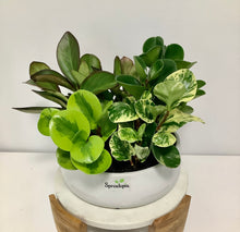 Load image into Gallery viewer, Peperomia Mixed Planter