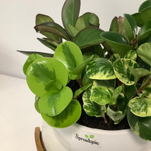 Load image into Gallery viewer, Peperomia Mixed Planter