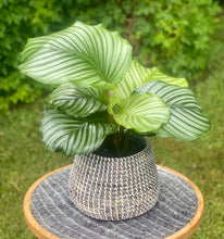 Load image into Gallery viewer, Calathea Orbifolia in a Wicker Basket Pot