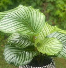 Load image into Gallery viewer, Calathea Orbifolia in a Wicker Basket Pot