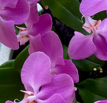 Load image into Gallery viewer, 3 Magnificent Potted Orchid Bowl