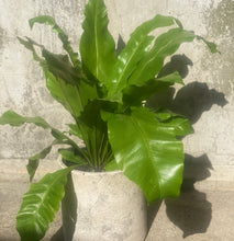 Load image into Gallery viewer, Birds Nest in a white  Planter