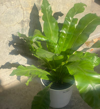 Load image into Gallery viewer, Birds Nest in a white  Planter