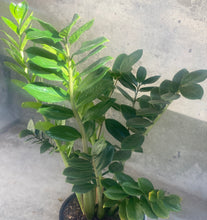 Load image into Gallery viewer, Zanzibar "ZZ" "Little Gem" in a Ceramic Pot