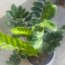 Load image into Gallery viewer, Zanzibar "ZZ" "Little Gem" in a Ceramic Pot