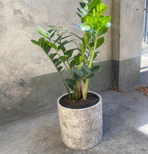 Load image into Gallery viewer, Zanzibar "ZZ" "Little Gem" in a Ceramic Pot