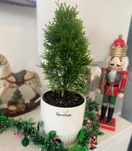 Load image into Gallery viewer, Jolly Christmas Plant Hamper