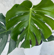 Load image into Gallery viewer, Monstera Deliciosa in Gorgeous Planter
