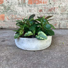Load image into Gallery viewer, Peperomia Mixed Planter