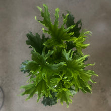 Load image into Gallery viewer, Philodendron Hope in a Planter