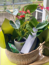 Load image into Gallery viewer, Large Planter Gift Hamper