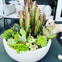 Load image into Gallery viewer, Euphorbia & Succulent Bowl