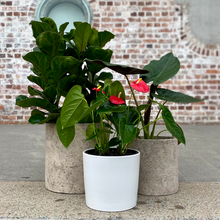 Load image into Gallery viewer, Ficus Lyrata ‘Fiddle Leaf Fig’ in a Ceramic Pot
