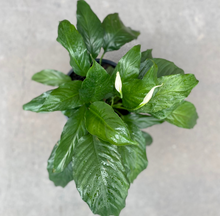 Load image into Gallery viewer, Deluxe Seagrass Planter Gift Hamper