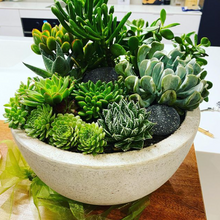 Load image into Gallery viewer, Ben Badis Succulent Bowl