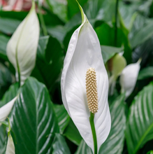 Load image into Gallery viewer, Peace Lily, Indoor Plant & Ceramic Pot