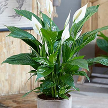 Load image into Gallery viewer, Peace Lily, Indoor Plant & Ceramic Pot