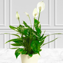 Load image into Gallery viewer, Peace Lily, Indoor Plant & Ceramic Pot