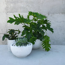 Load image into Gallery viewer, Beautiful Philodendron Hope in a lightweight Matte Bowl