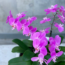 Load image into Gallery viewer, 3 Magnificent Potted Orchid Bowl