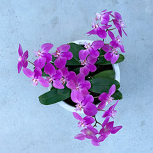 Load image into Gallery viewer, 3 Magnificent Potted Orchid Bowl