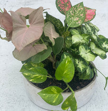 Load image into Gallery viewer, Stunning Syngonium Planter